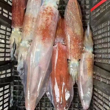 鱿鱼透抽枪鱿鱼火箭鱿手钓鱿鱼