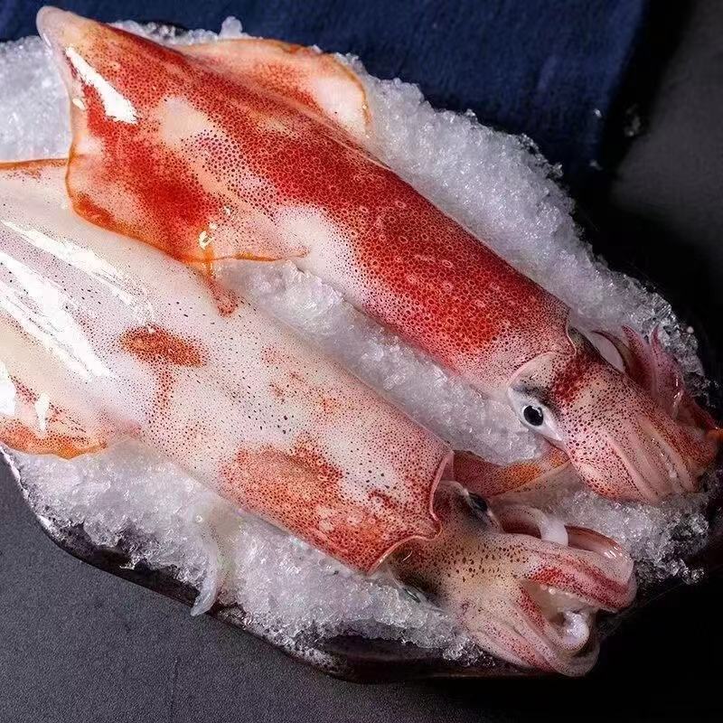 鱿鱼透抽枪鱿鱼火箭鱿手钓鱿鱼