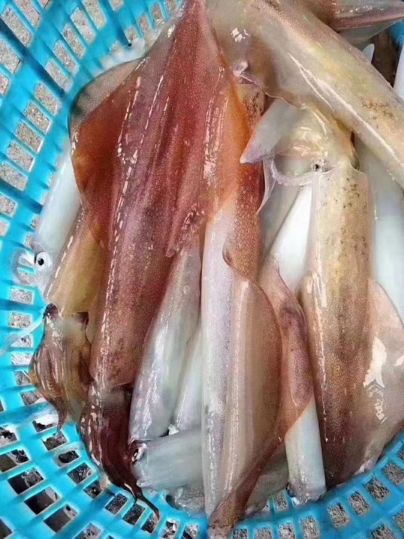 鱿鱼透抽枪鱿鱼火箭鱿手钓鱿鱼