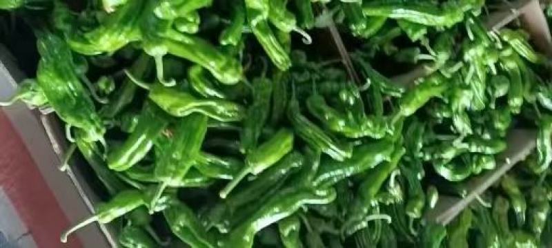 山东枣庄精品薄皮椒大量上市品质保证支持视频看货