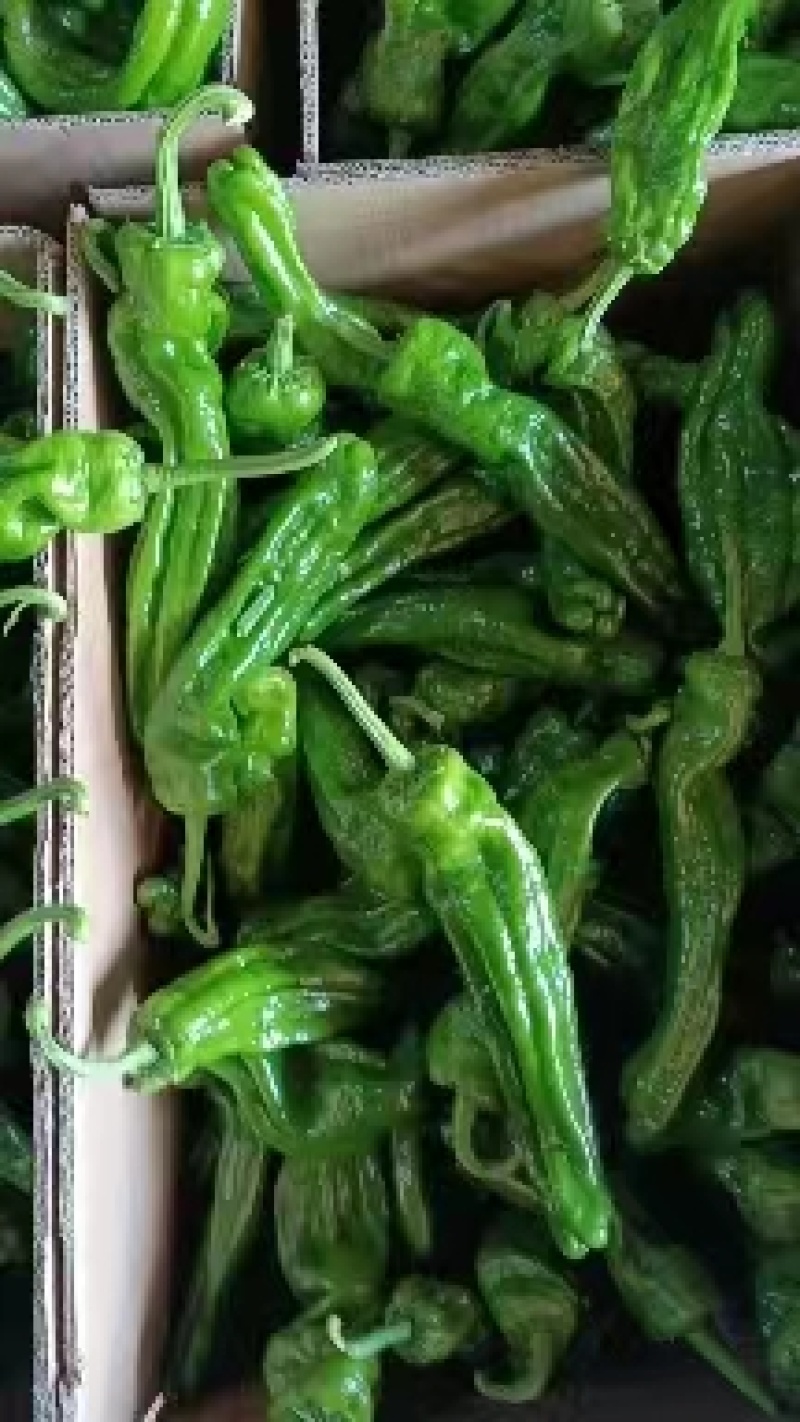山东枣庄精品薄皮椒大量上市品质保证支持视频看货