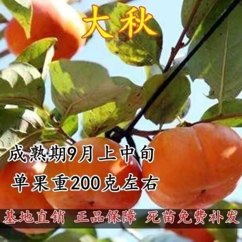 新品种太秋甜柿子苗大秋甜柿苗嫁接柿子树苗南北方种盆栽地