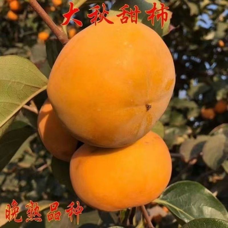 新品种太秋甜柿子苗大秋甜柿苗嫁接柿子树苗南北方种盆栽地
