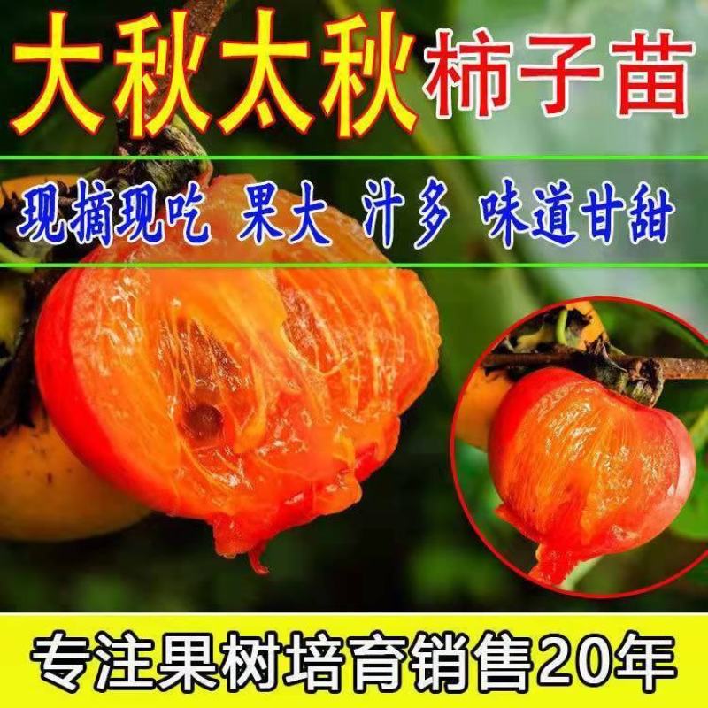 新品种太秋甜柿子苗大秋甜柿苗嫁接柿子树苗南北方种盆栽地