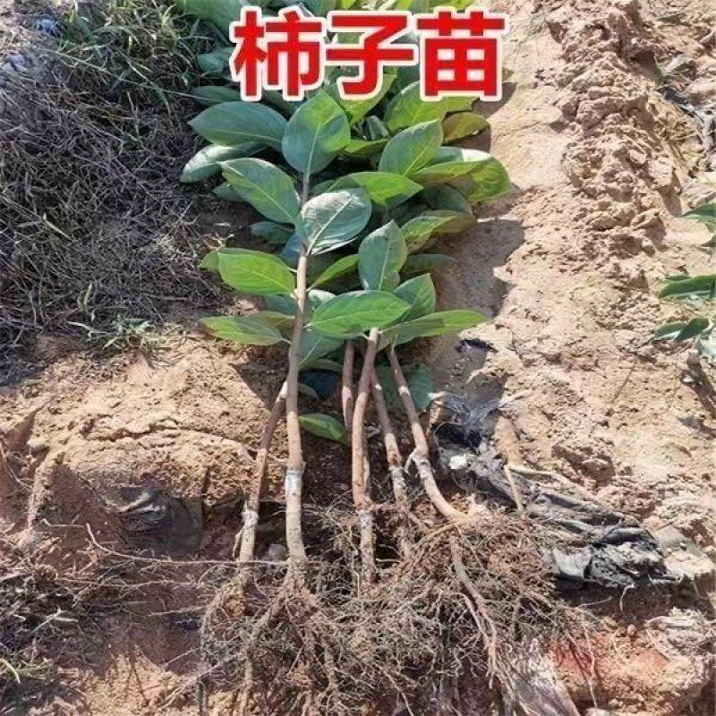 新品种太秋甜柿子苗大秋甜柿苗嫁接柿子树苗南北方种盆栽地