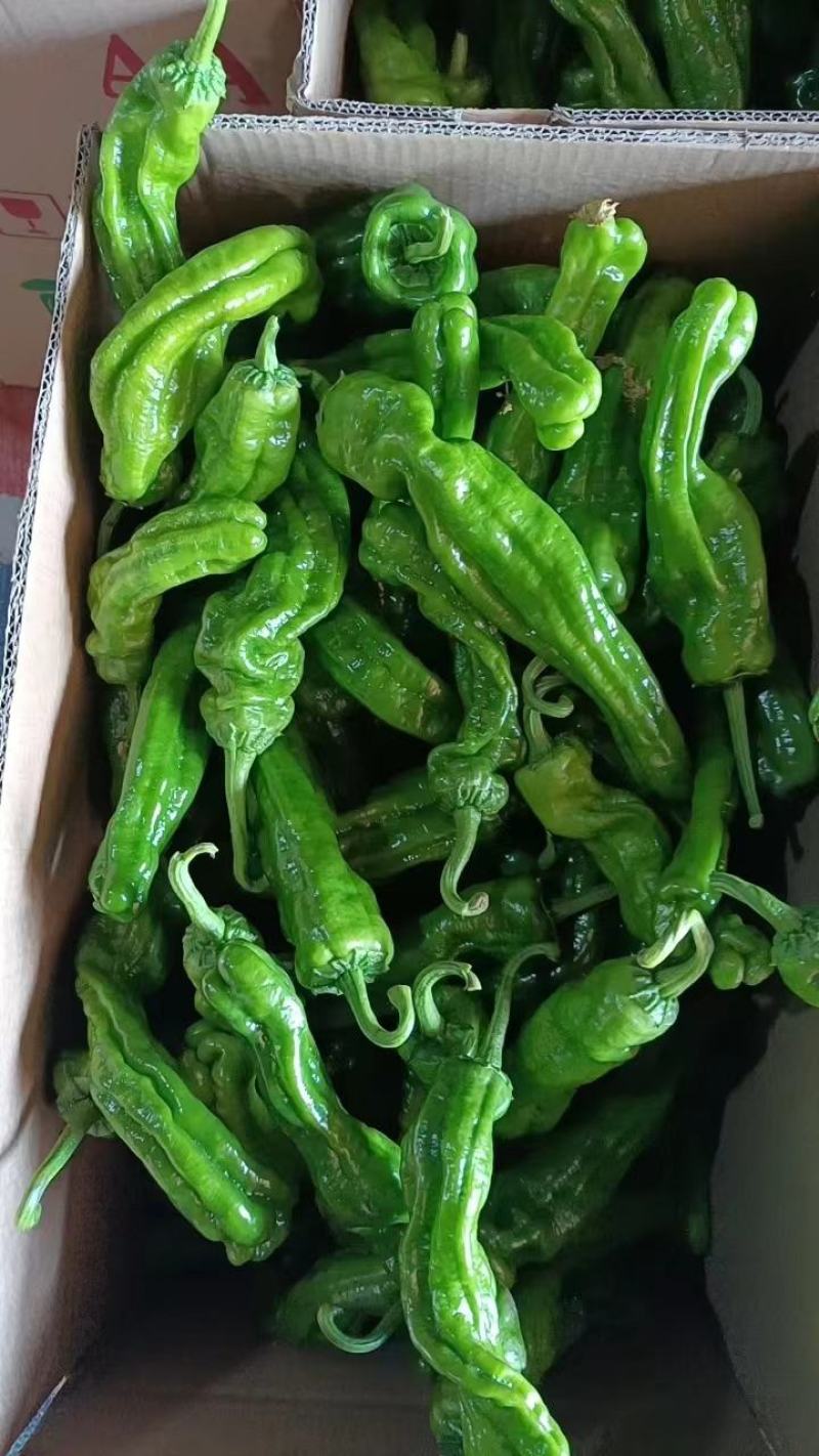 山东精品薄皮椒大量上市品质保证量大从优欢迎联系