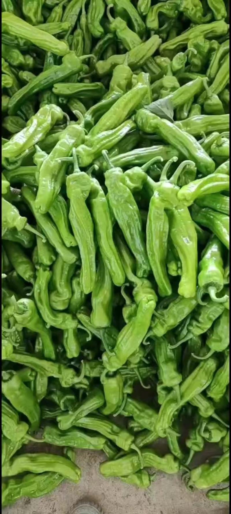 山东精品薄皮椒大量上市品质保证量大从优欢迎联系