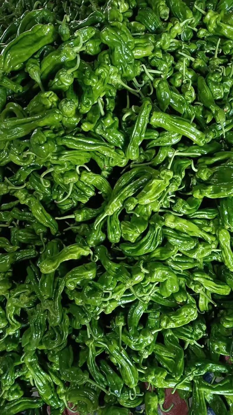 山东精品薄皮椒大量上市品质保证量大从优欢迎联系