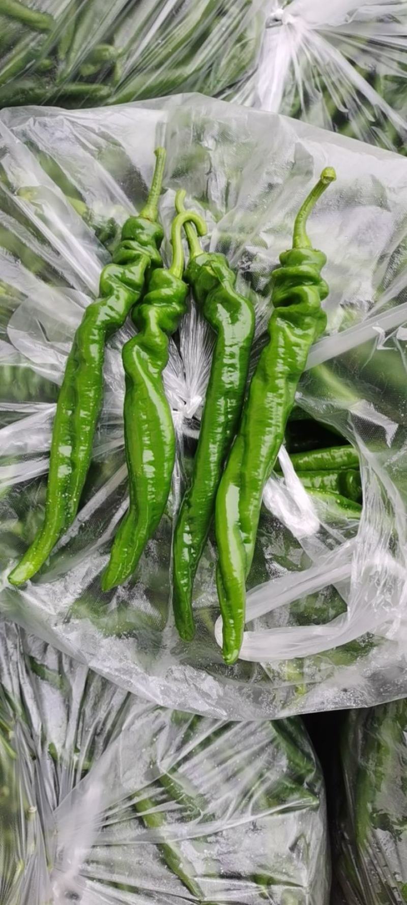 精品螺丝椒大量有货，
