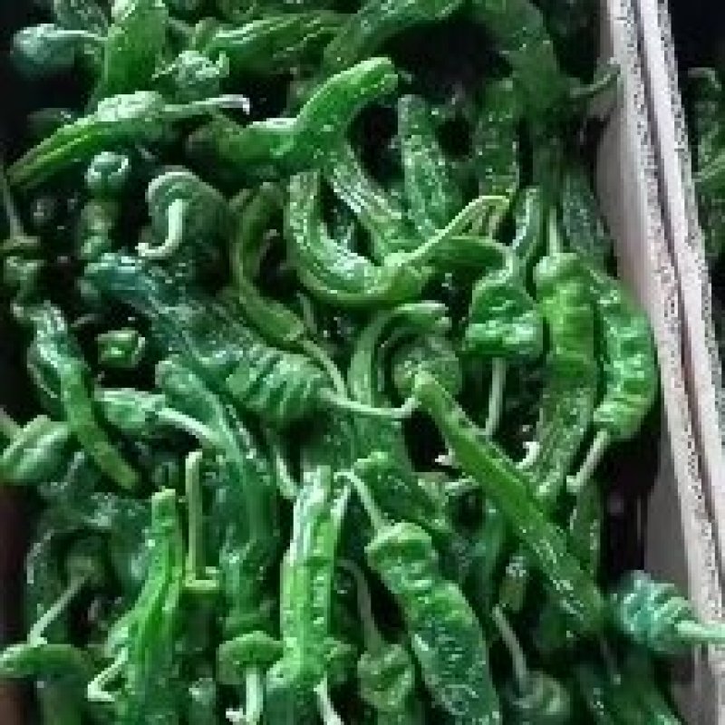 山东精品皱皮椒大大量上市品质保证一手货源量大从优