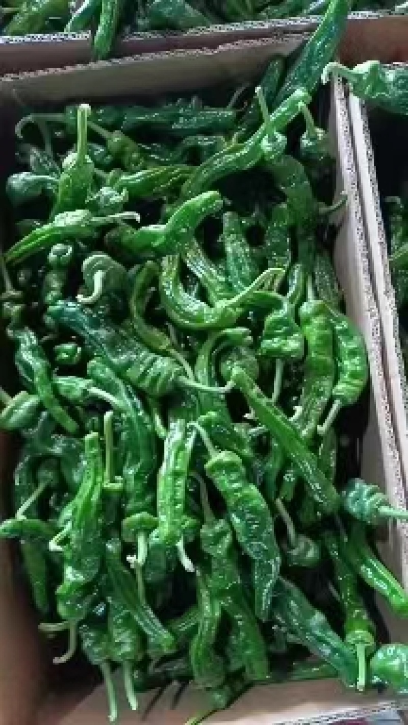山东精品皱皮椒大大量上市品质保证一手货源量大从优