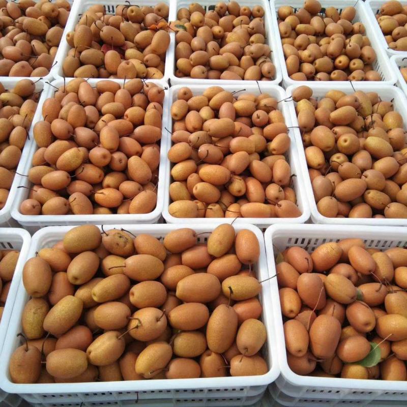 洛宁自家金珠果沙梨量大从优需自提