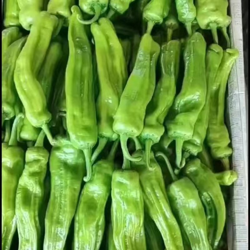 山东精品薄皮椒大量上市品质保证量大从优欢迎联系