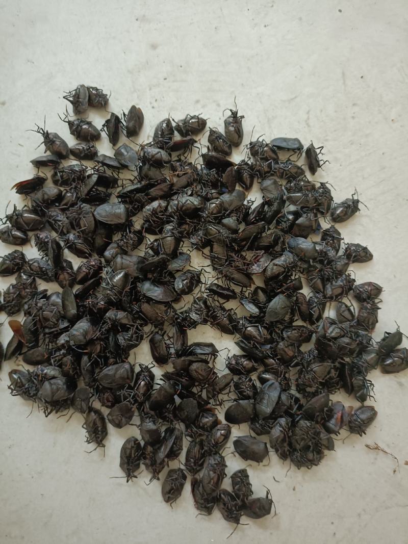 云南野生臭屁虫，真的假的你我说了不算，货说了算