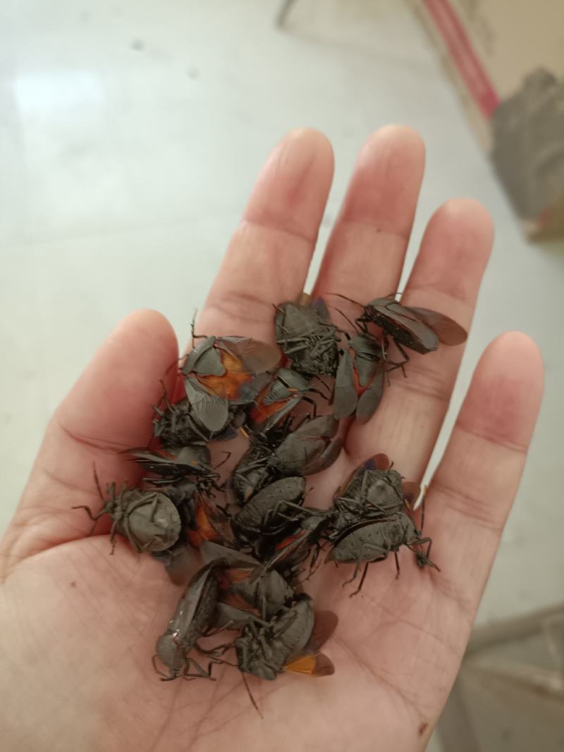 云南野生臭屁虫，真的假的你我说了不算，货说了算