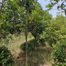 【规格齐全】供应米径3-5公分的优桂花树，八月桂全国发