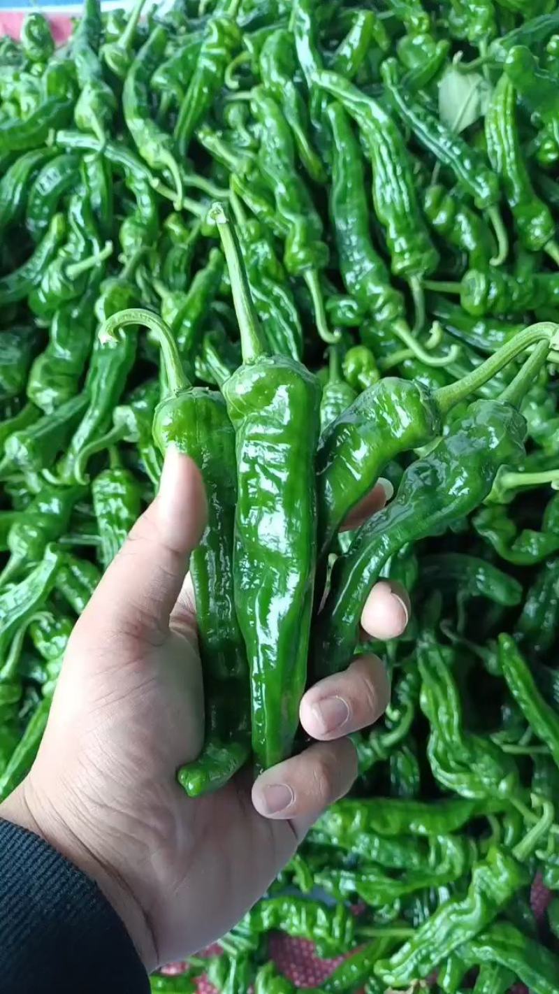 山东精品皱皮椒大大量上市品质保证一手货源量大从优