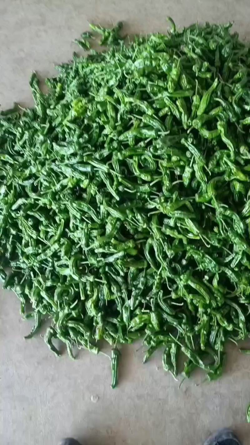 山东精品皱皮椒大大量上市品质保证一手货源量大从优