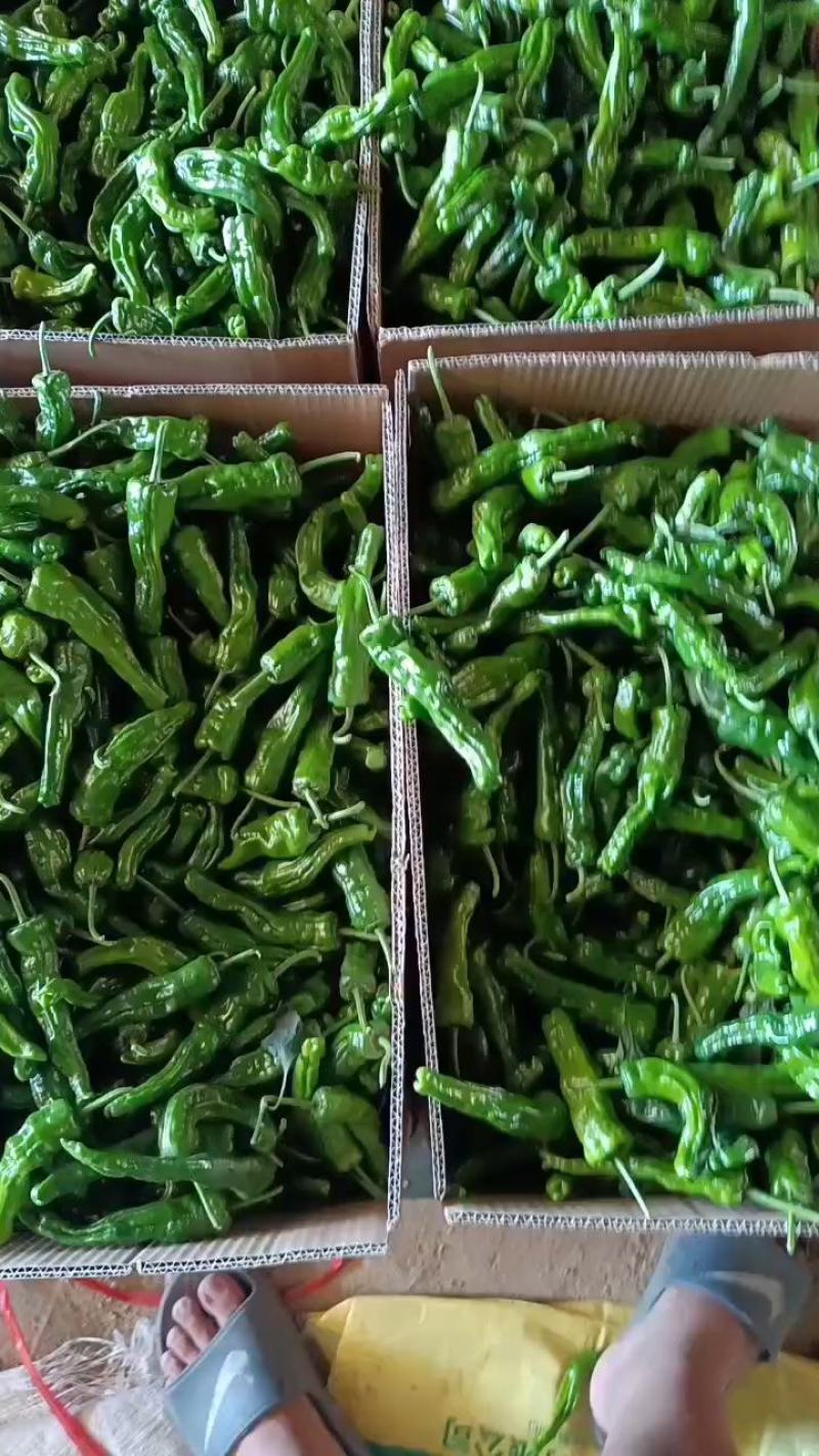 山东精品皱皮椒大大量上市品质保证一手货源量大从优