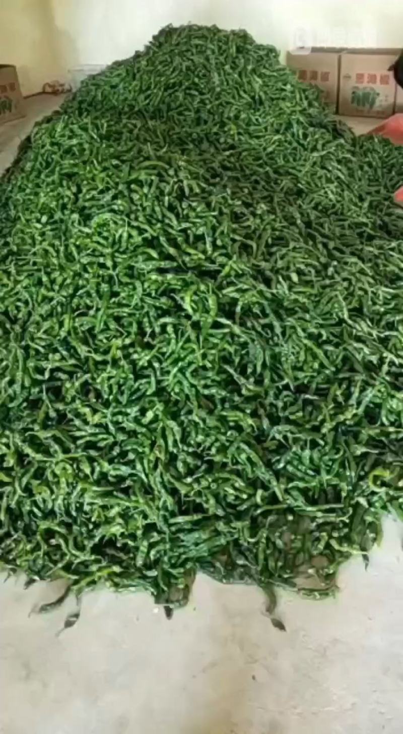 山东精品皱皮椒大大量上市品质保证一手货源量大从优