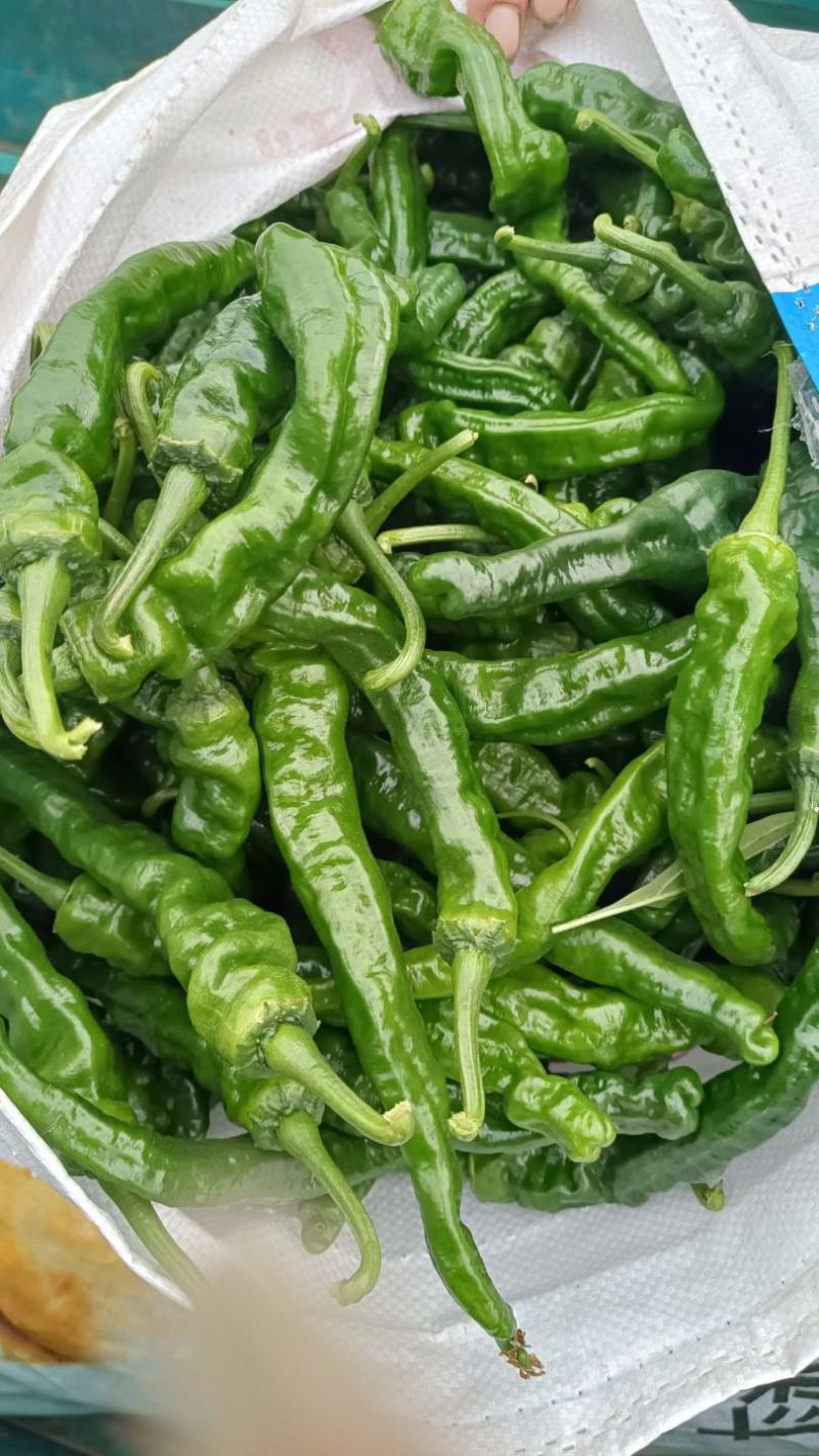山东精品皱皮椒大大量上市品质保证一手货源量大从优