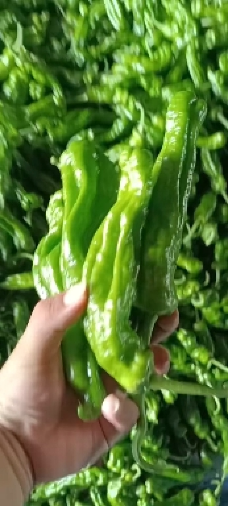 山东精品薄皮椒大量上市品质保证量大从优欢迎联系
