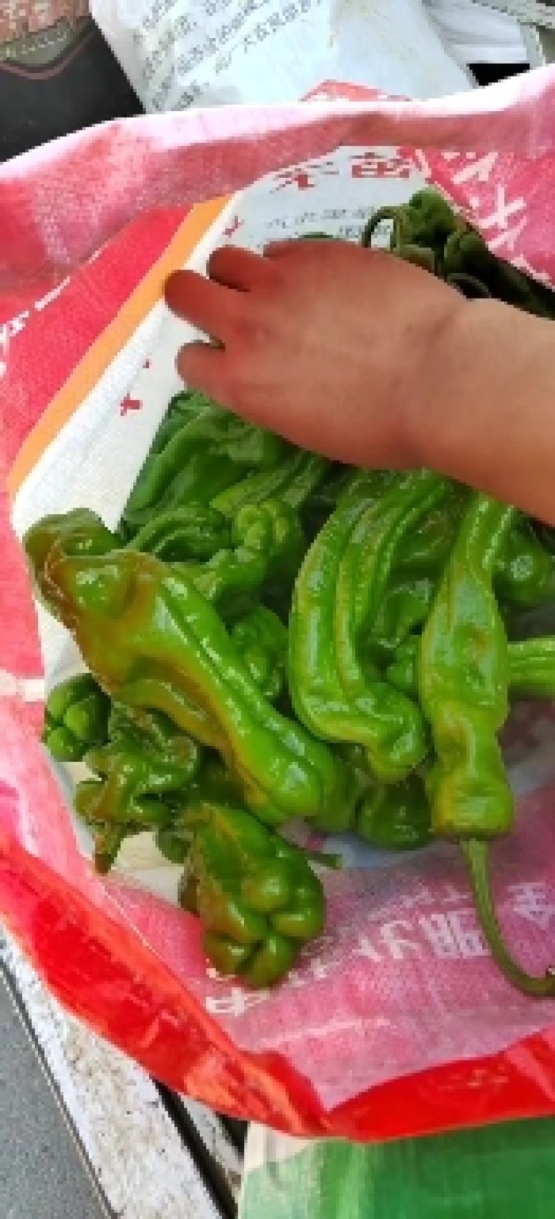 山东精品薄皮椒大量上市品质保证量大从优欢迎联系