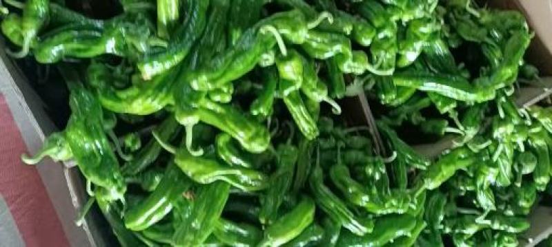 山东精品薄皮椒大量上市品质保证量大从优欢迎联系