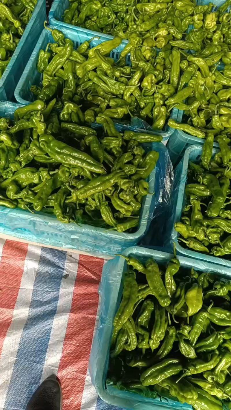 山东枣庄精品薄皮椒大量上市品质保证支持视频看货