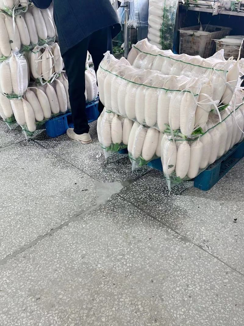 萝卜白萝卜湖北沙洋精品白萝卜产地一手货源对接全国欢迎来电