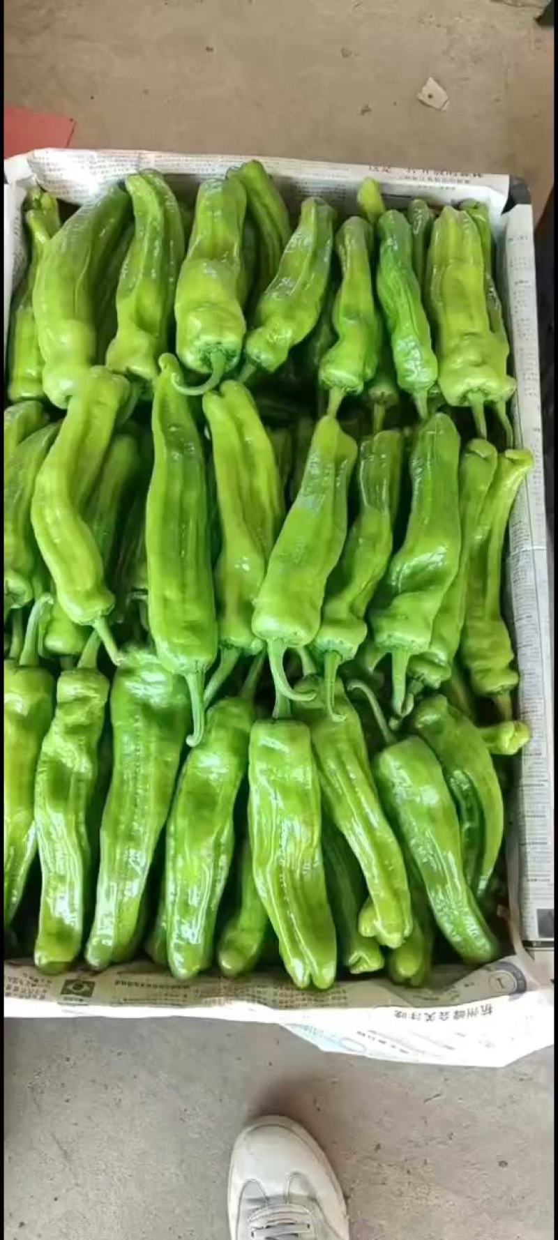 山东精品薄皮椒产地直发一手货源量大从优欢迎联系