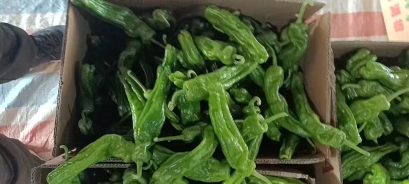 山东精品薄皮椒产地直发一手货源量大从优欢迎联系