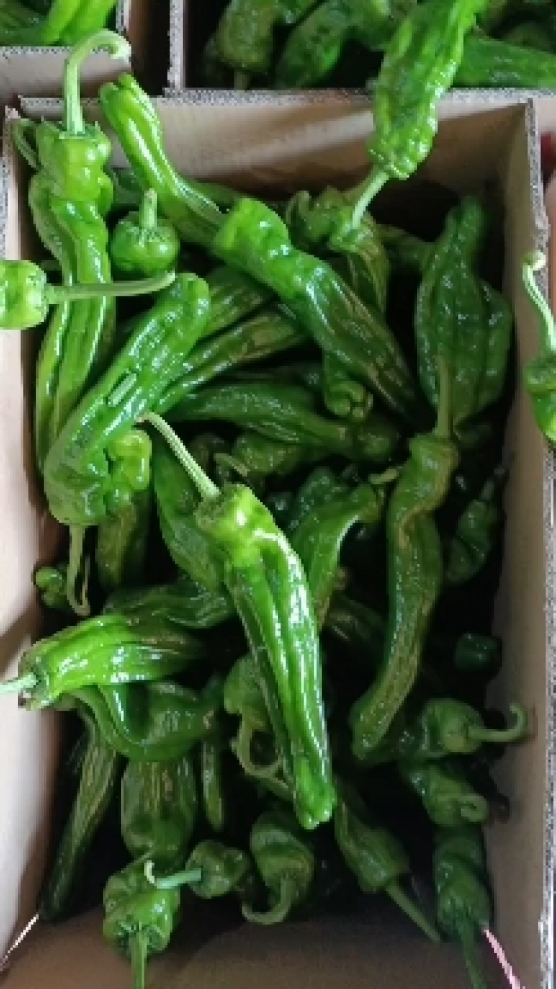 山东精品薄皮椒产地直发一手货源量大从优欢迎联系
