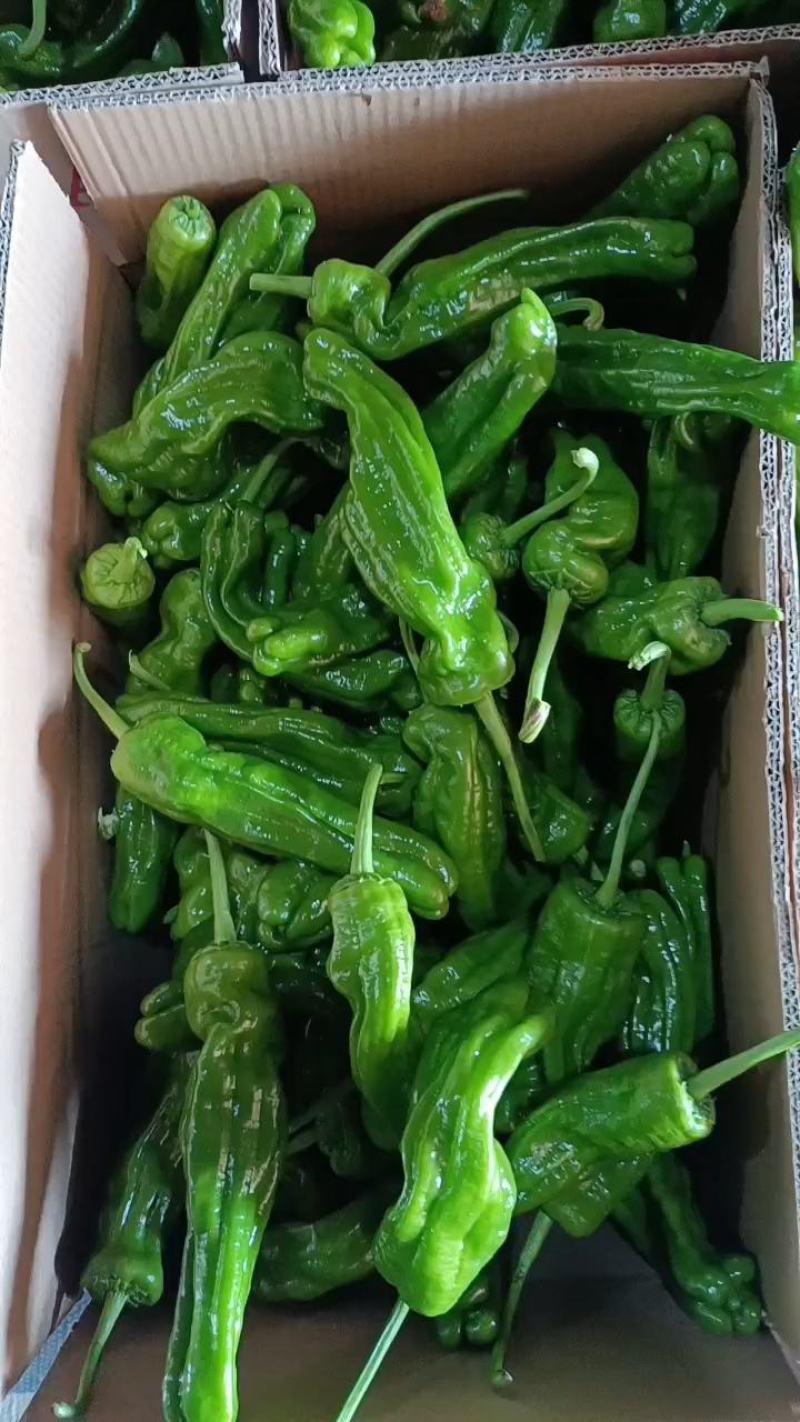 山东精品薄皮椒产地直发一手货源量大从优欢迎联系