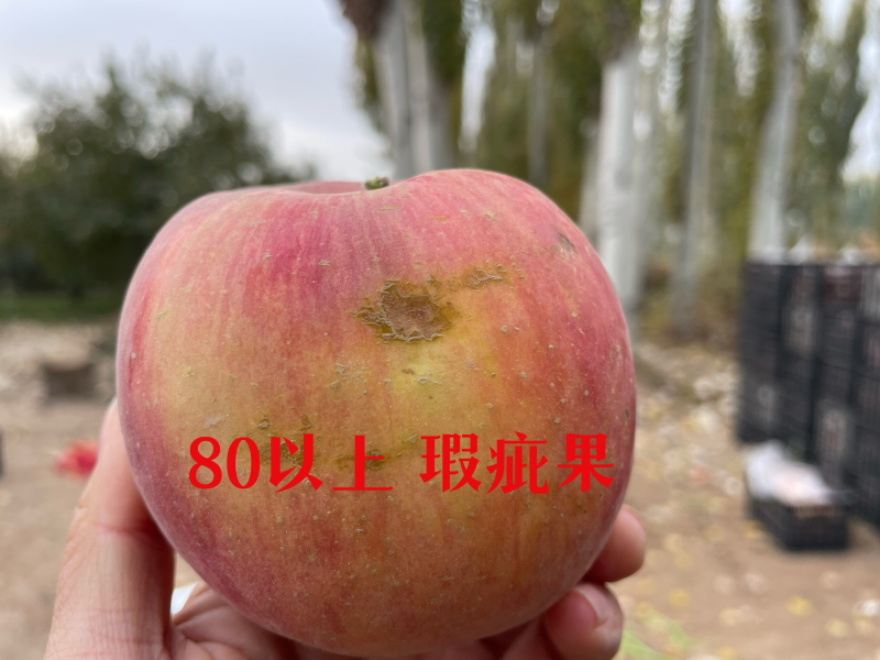 阿克苏冰糖心苹果产地直发高次果整车业务赚钱货，实惠到家。
