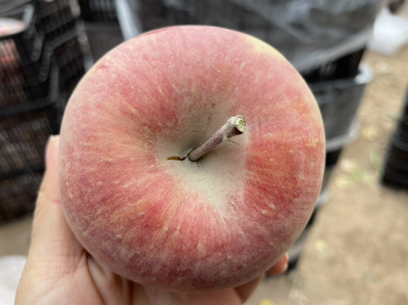 阿克苏冰糖心苹果产地直发高次果整车业务赚钱货，实惠到家。