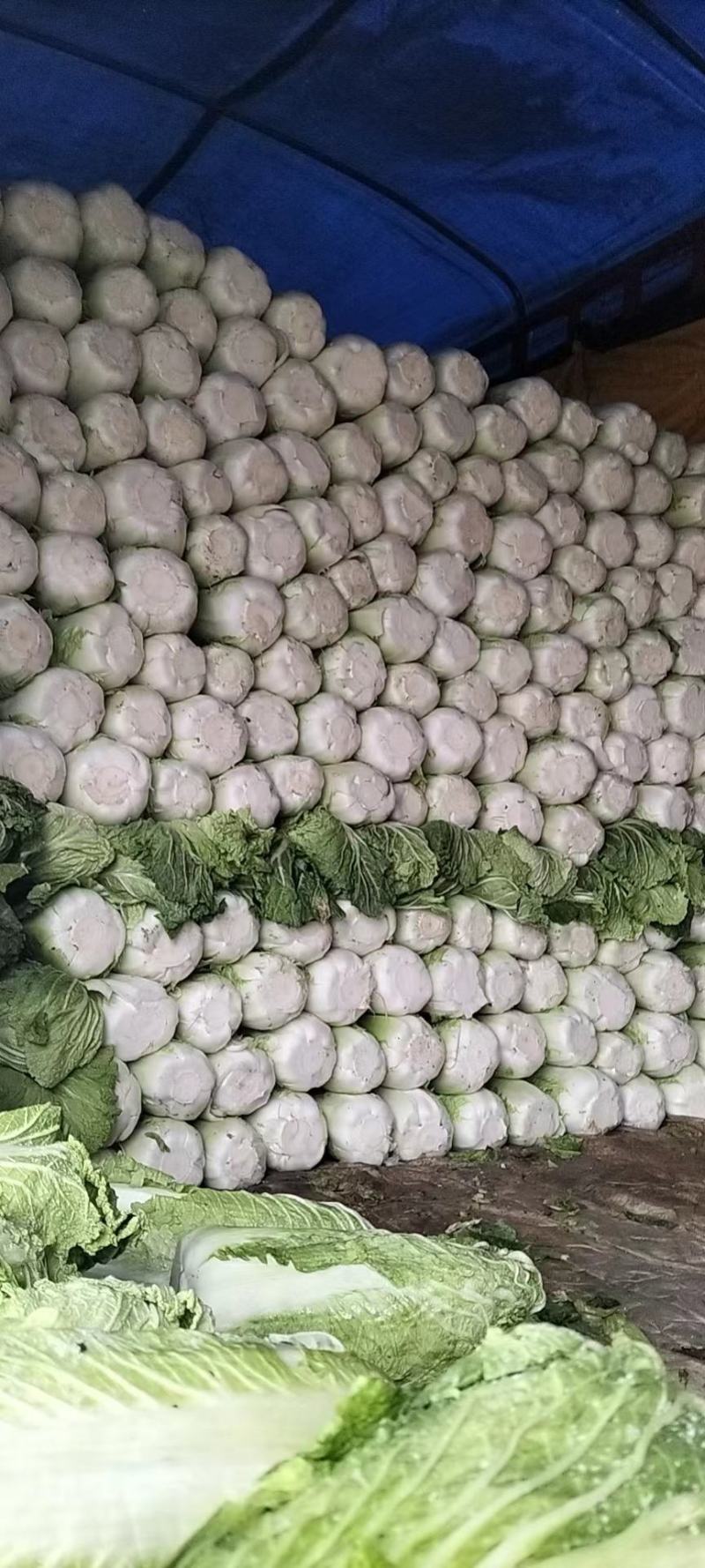 滕州北京新三号白菜净菜散装产地一手货源诚信经营欢迎来