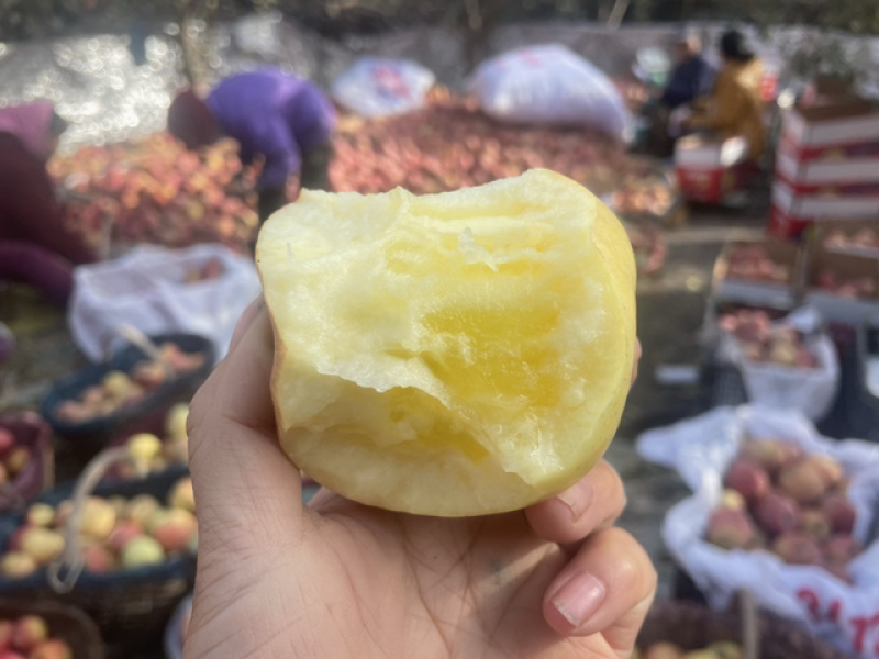 阿克苏冰糖心苹果产地直发高次果整车业务赚钱货，实惠到家。
