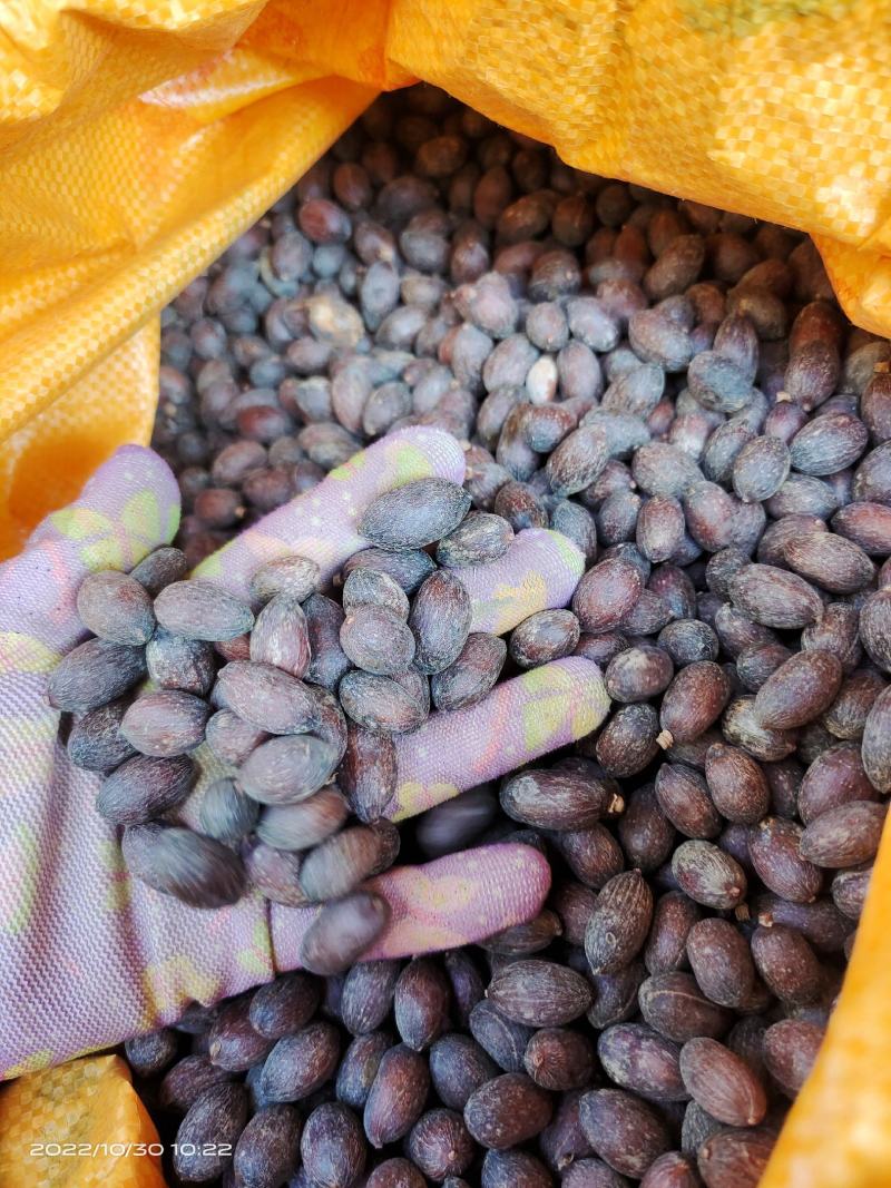 中药材蜀葵子新货保证质量货源充足