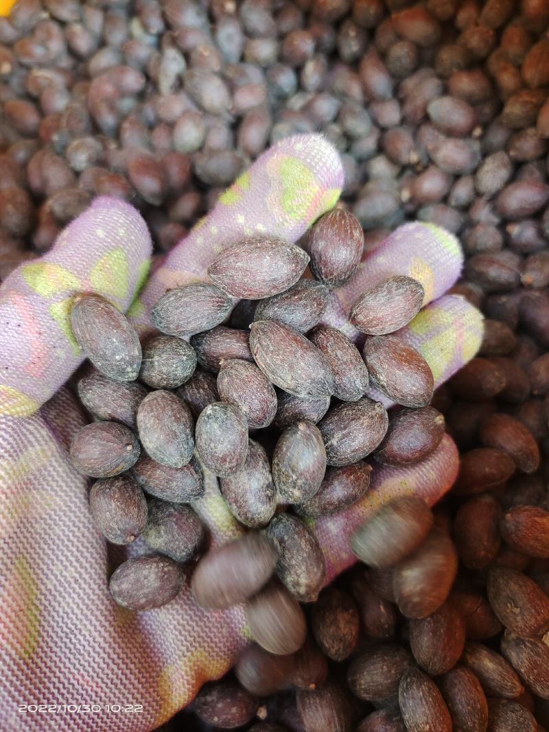 中药材蜀葵子新货保证质量货源充足