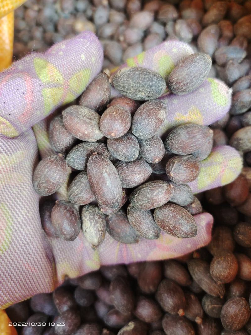 中药材蜀葵子新货保证质量货源充足