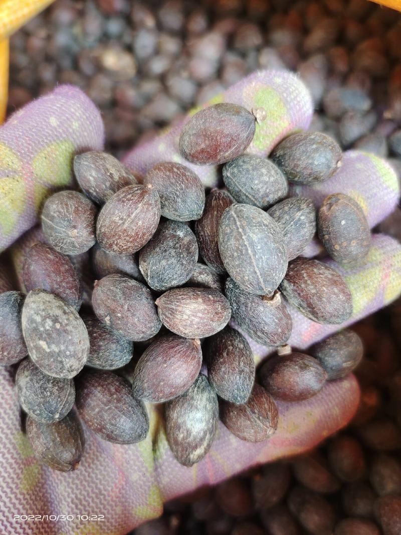 中药材蜀葵子新货保证质量货源充足