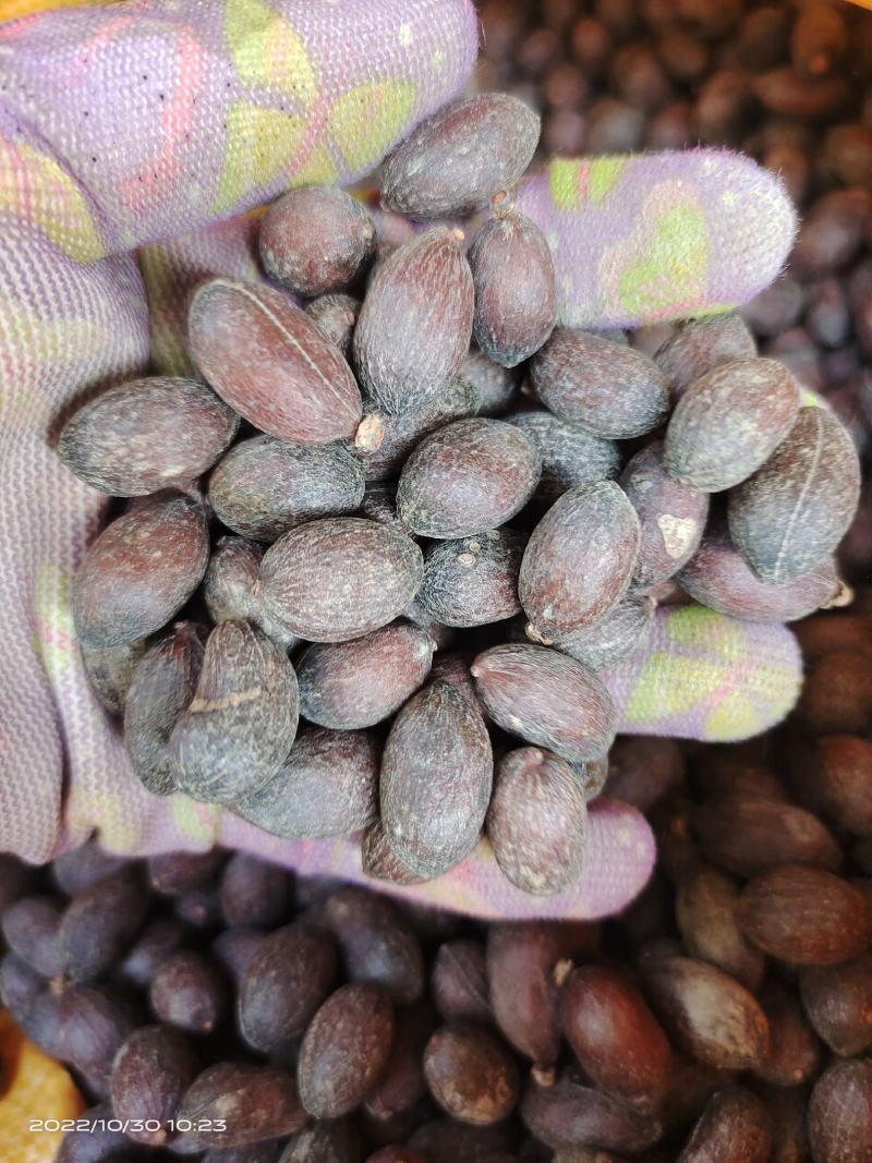 中药材蜀葵子新货保证质量货源充足