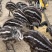 鸸鹋，澳洲鸸鹋，成年鸸鹋，鸸鹋幼崽，……