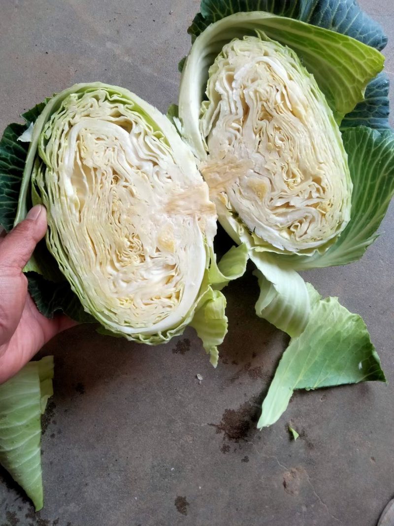 精品扁包3-6斤，颜色好无虫品种齐全，产地直供，欢迎选购