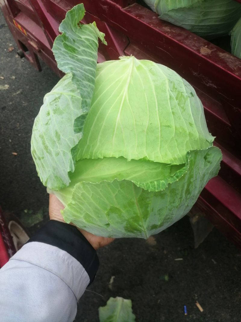 精品扁包3-6斤，颜色好无虫品种齐全，产地直供，欢迎选购