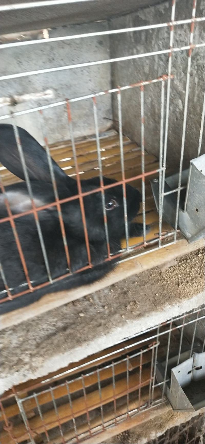 杂交肉兔，成年种兔，兔崽子…………
