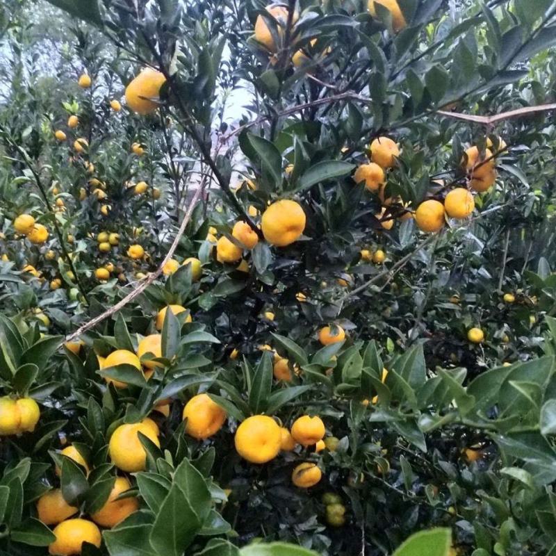 南丰蜜橘蜜橘南丰蜜桔湖南蜜桔湖南蜜橘产地直供
