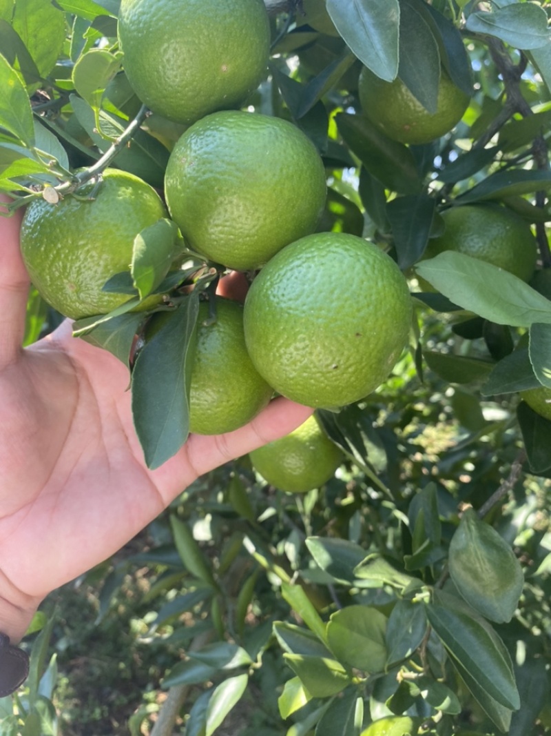 广西皇帝柑大量上市，45起，50起大量货源