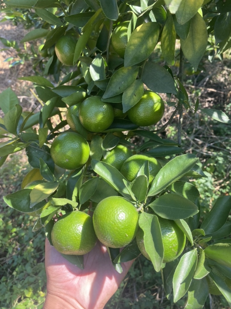 广西皇帝柑大量上市，45起，50起大量货源